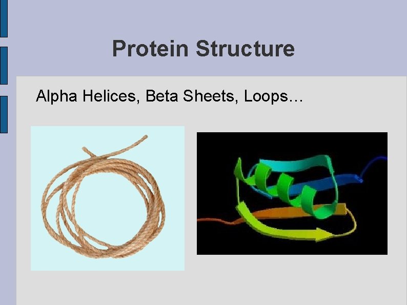 Protein Structure Alpha Helices, Beta Sheets, Loops… 