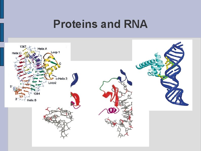 Proteins and RNA 