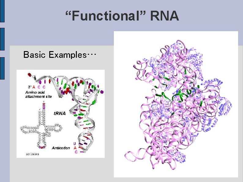 “Functional” RNA Basic Examples… 