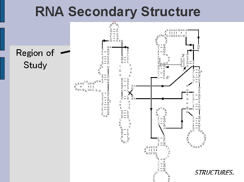RNA Secondary Structure Region of Study 