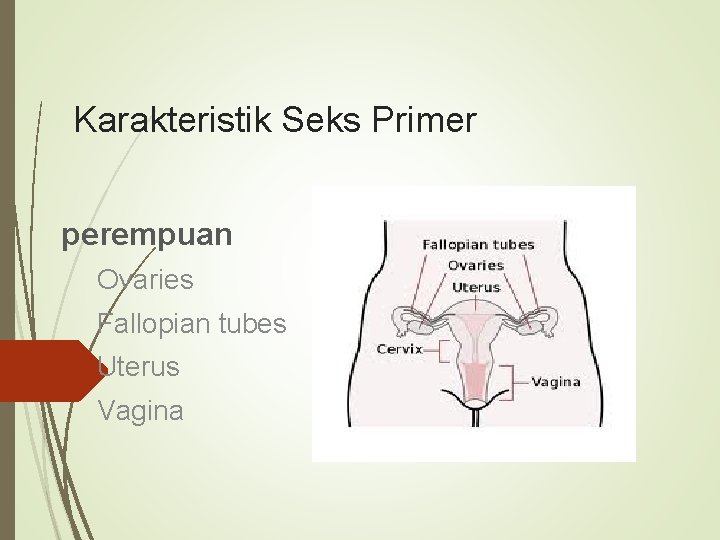 Karakteristik Seks Primer perempuan Ovaries Fallopian tubes Uterus Vagina 