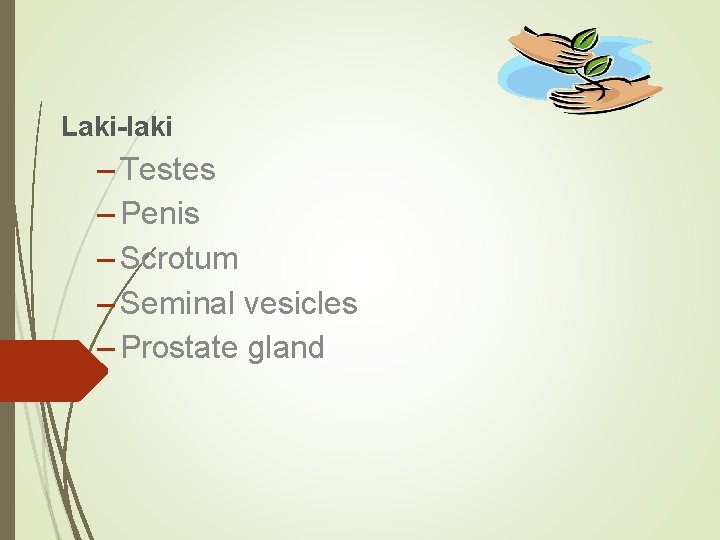 Laki-laki – Testes – Penis – Scrotum – Seminal vesicles – Prostate gland 