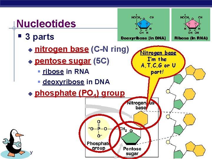 Nucleotides § 3 parts nitrogen base (C-N ring) u pentose sugar (5 C) u