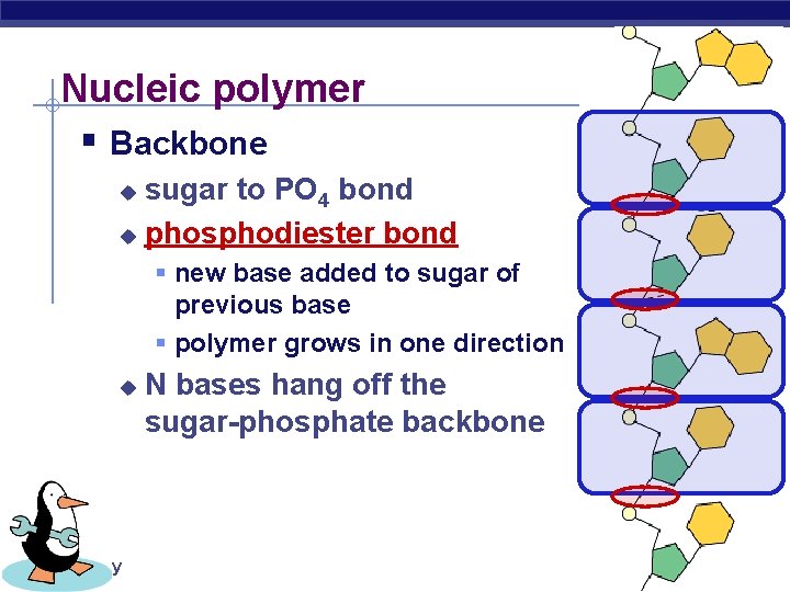 Nucleic polymer § Backbone sugar to PO 4 bond u phosphodiester bond u §