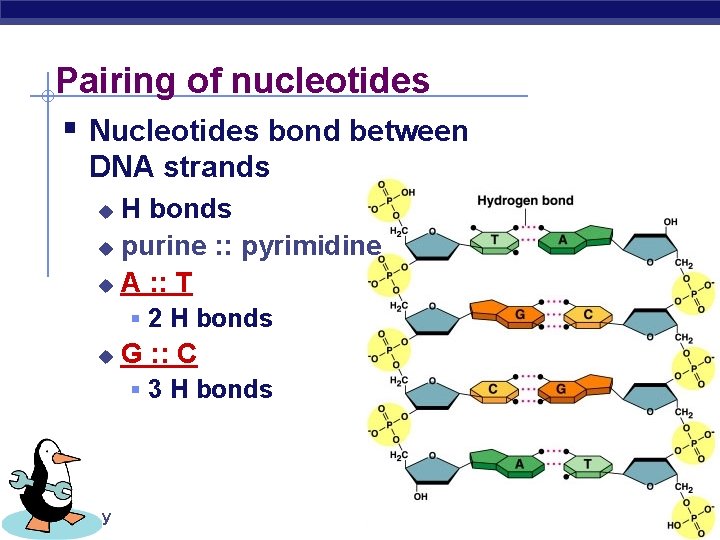 Pairing of nucleotides § Nucleotides bond between DNA strands H bonds u purine :