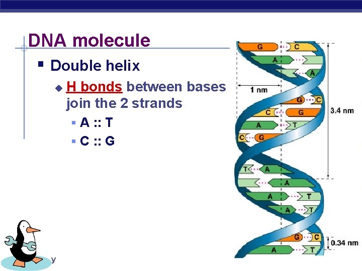 DNA molecule § Double helix u H bonds between bases join the 2 strands