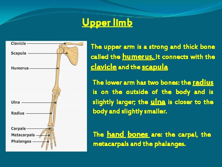 Upper limb The upper arm is a strong and thick bone called the humerus.