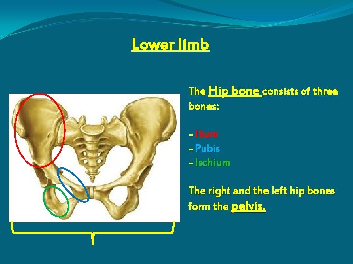 Lower limb The Hip bone consists of three bones: - Ilium - Pubis -