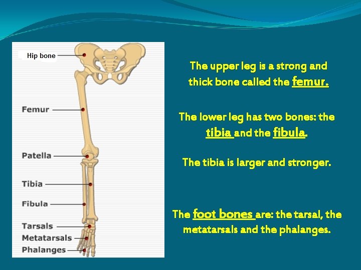 The upper leg is a strong and thick bone called the femur. The lower