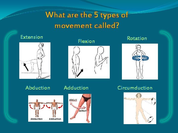What are the 5 types of movement called? Extension Abduction Flexion Adduction Rotation Circumduction