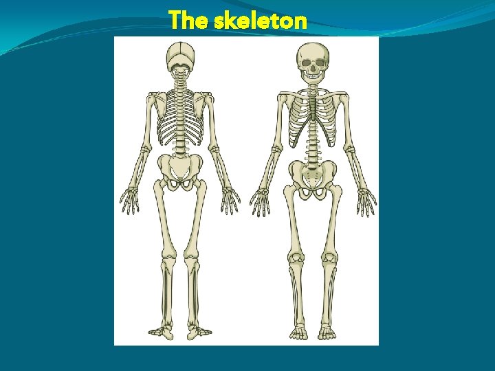 The skeleton 