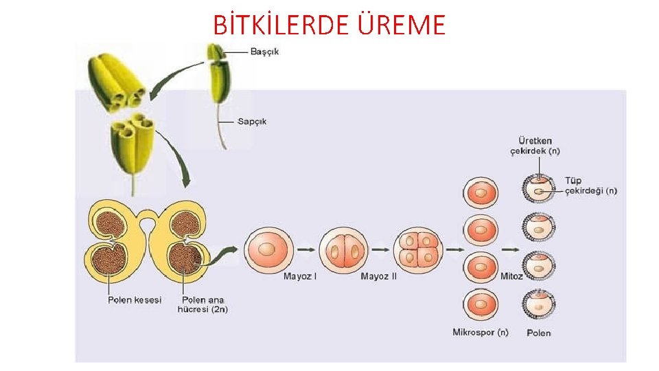 BİTKİLERDE ÜREME 