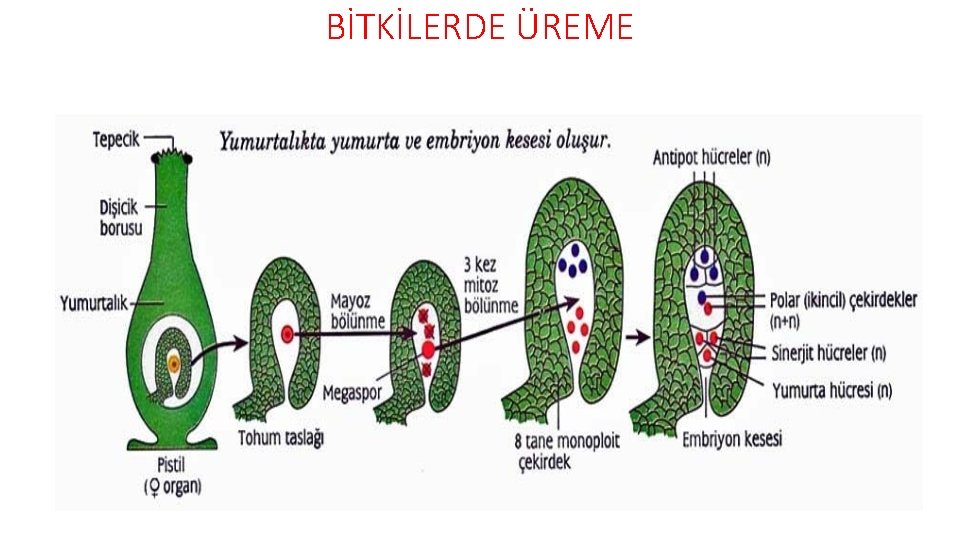 BİTKİLERDE ÜREME 