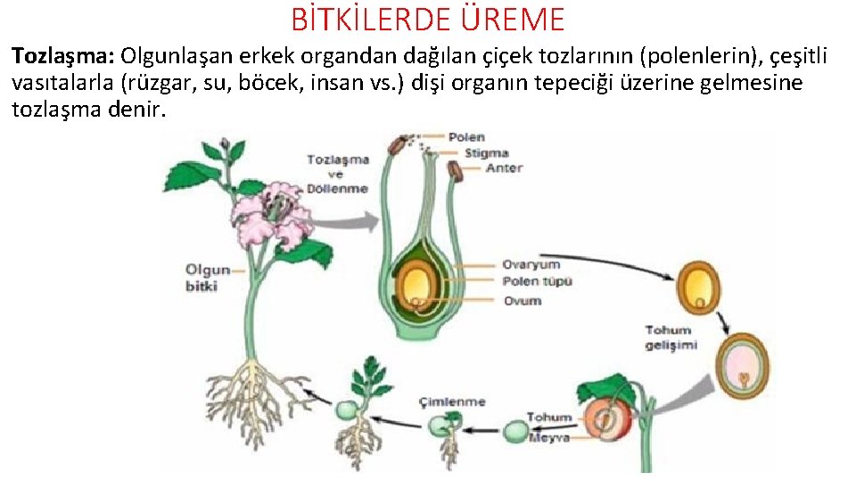 BİTKİLERDE ÜREME Tozlaşma: Olgunlaşan erkek organdan dağılan çiçek tozlarının (polenlerin), çeşitli vasıtalarla (rüzgar, su,