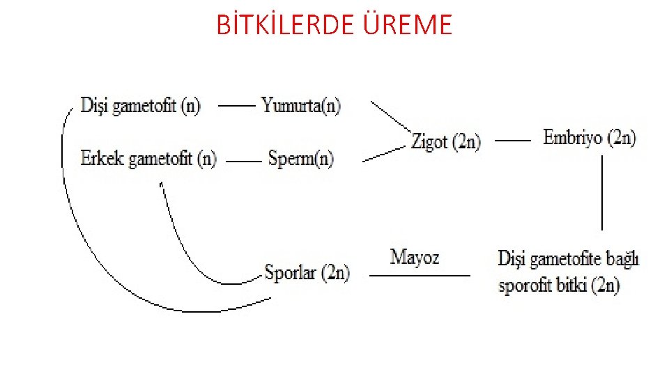 BİTKİLERDE ÜREME 