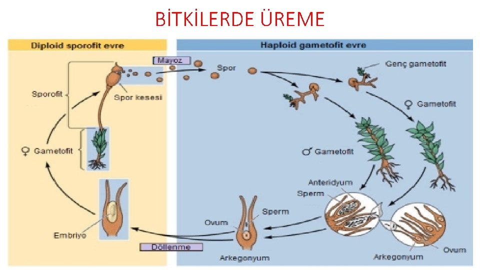 BİTKİLERDE ÜREME 