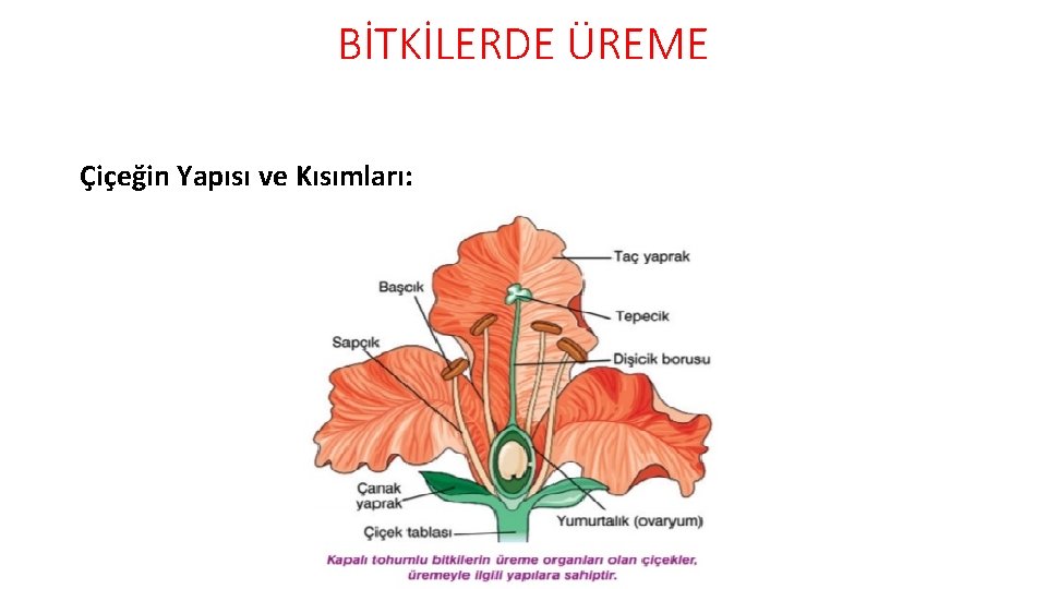 BİTKİLERDE ÜREME Çiçeğin Yapısı ve Kısımları: 