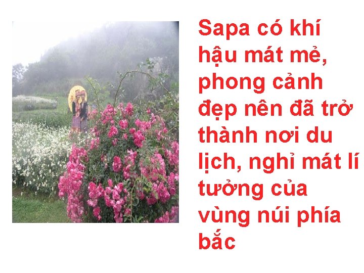 Sapa có khí hậu mát mẻ, phong cảnh đẹp nên đã trở thành nơi