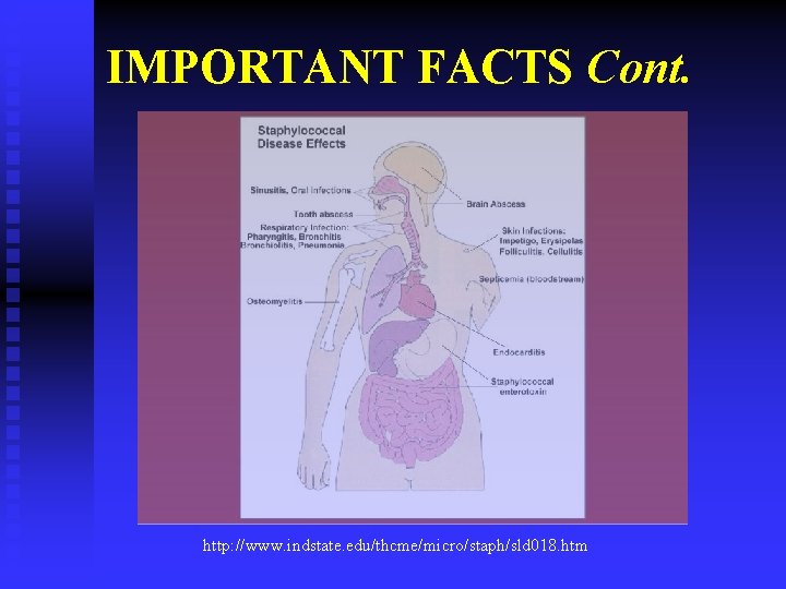 IMPORTANT FACTS Cont. http: //www. indstate. edu/thcme/micro/staph/sld 018. htm 