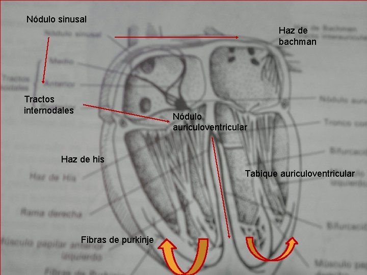 Nódulo sinusal Haz de bachman Tractos internodales Nódulo auriculoventricular Haz de his Tabique auriculoventricular