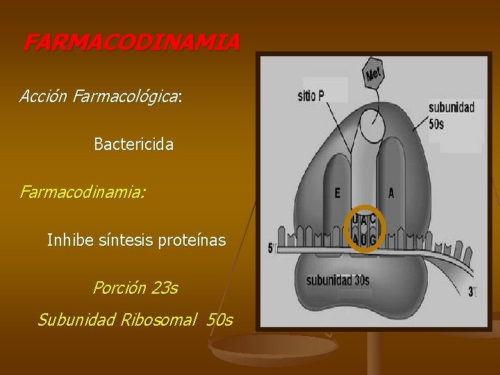 FARMACODINAMIA Acción Farmacológica: Bactericida Farmacodinamia: Inhibe síntesis proteínas Porción 23 s Subunidad Ribosomal 50