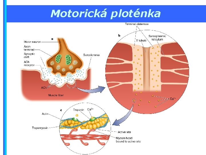 Motorická ploténka 