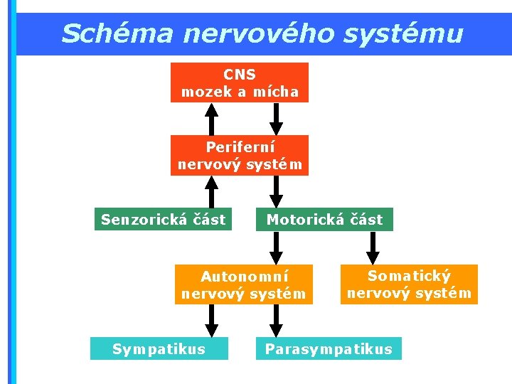 Schéma nervového systému CNS mozek a mícha Periferní nervový systém Senzorická část Motorická část