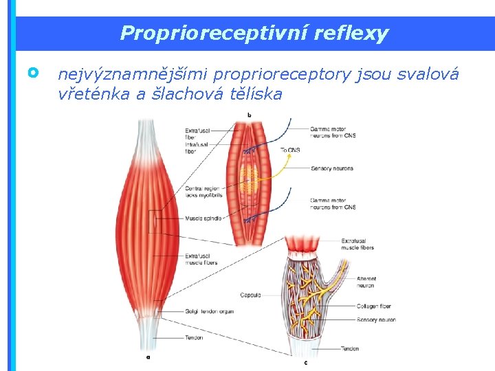 Proprioreceptivní reflexy nejvýznamnějšími proprioreceptory jsou svalová vřeténka a šlachová tělíska 