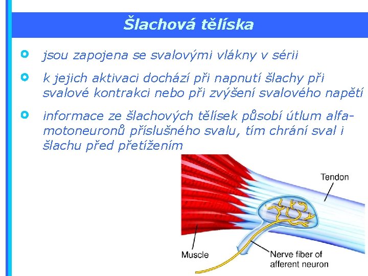 Šlachová tělíska jsou zapojena se svalovými vlákny v sérii k jejich aktivaci dochází při