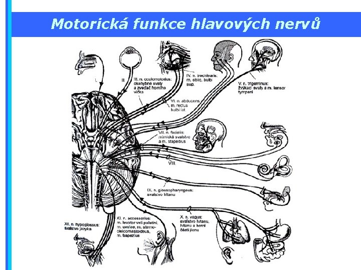 Motorická funkce hlavových nervů 