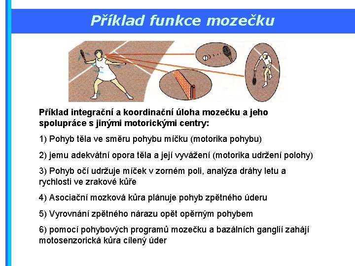 Příklad funkce mozečku Příklad integrační a koordinační úloha mozečku a jeho spolupráce s jinými