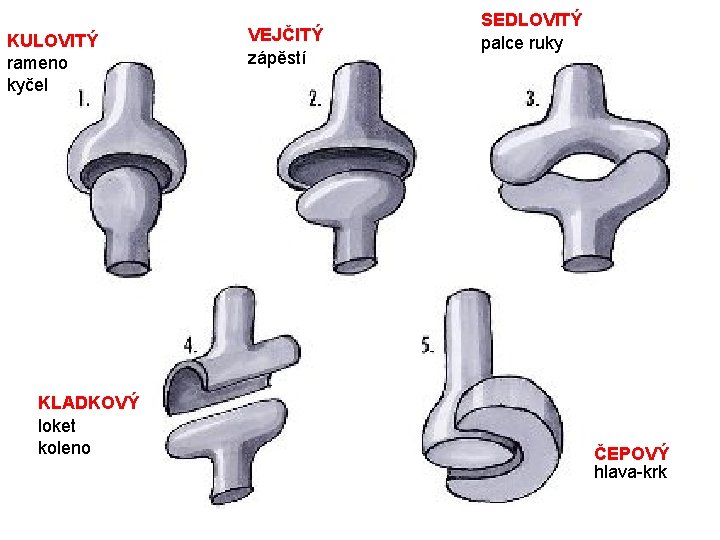 KULOVITÝ rameno kyčel KLADKOVÝ loket koleno VEJČITÝ zápěstí SEDLOVITÝ palce ruky ČEPOVÝ hlava-krk 