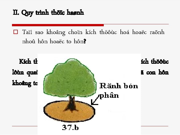 II. Quy trình thöïc haønh o Taïi sao khoâng choïn kích thöôùc hoá hoaëc