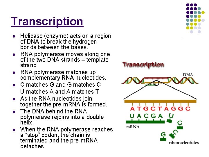 Transcription l l l l Helicase (enzyme) acts on a region of DNA to