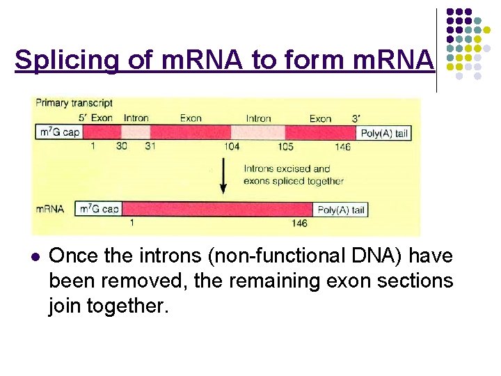 Splicing of m. RNA to form m. RNA l Once the introns (non-functional DNA)