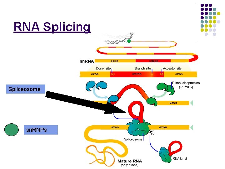 RNA Splicing Spliceosome sn. RNPs 