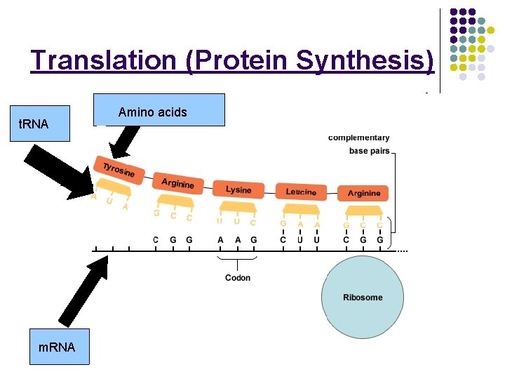 Translation (Protein Synthesis) t. RNA m. RNA Amino acids 