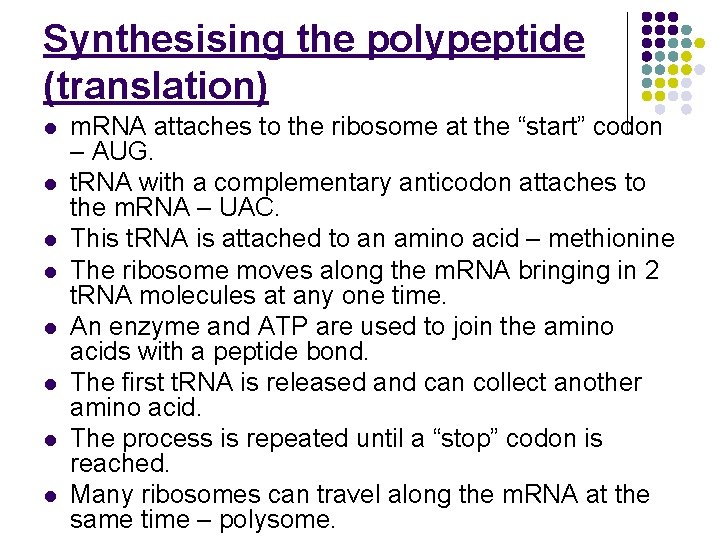 Synthesising the polypeptide (translation) l l l l m. RNA attaches to the ribosome