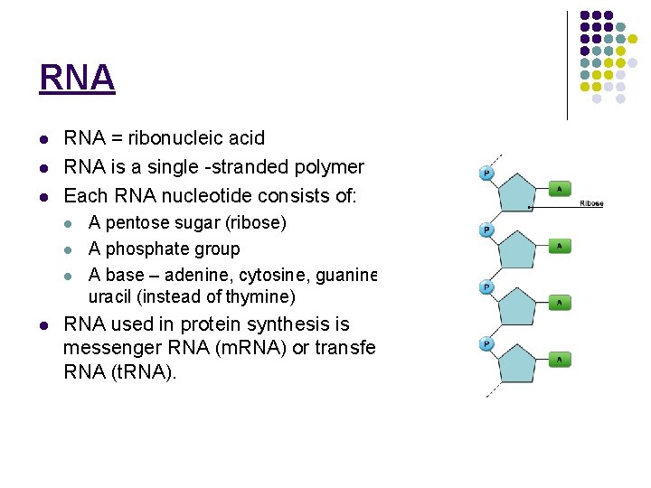 RNA l l l RNA = ribonucleic acid RNA is a single -stranded polymer