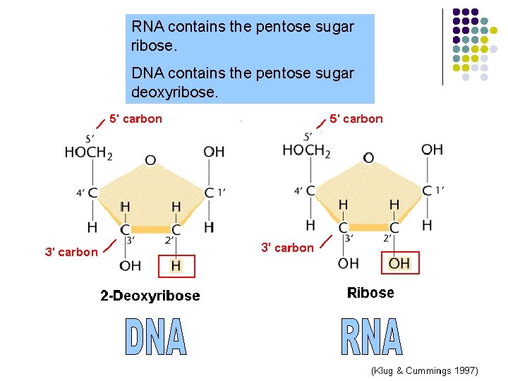 RNA contains the pentose sugar ribose. DNA contains the pentose sugar deoxyribose. 