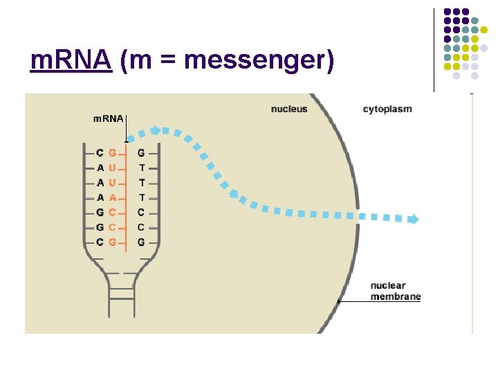 m. RNA (m = messenger) 