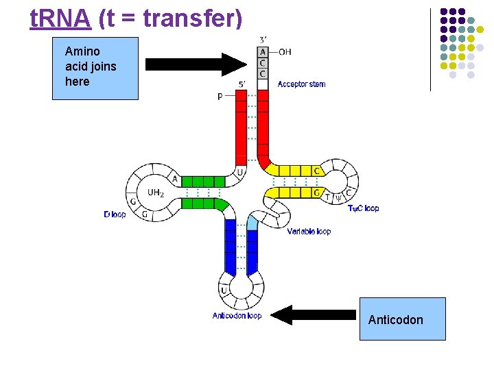 t. RNA (t = transfer) Amino acid joins here Anticodon 