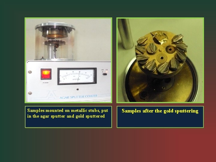 Samples mounted on metallic stubs, put in the agar sputter and gold sputtered Samples