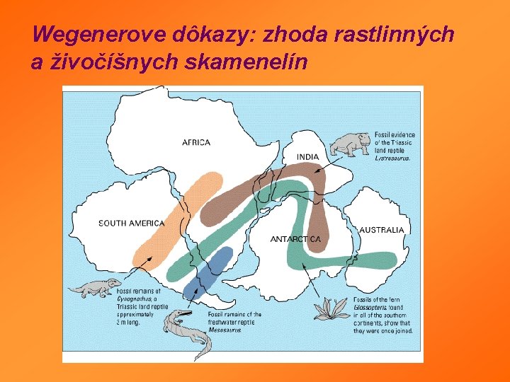 Wegenerove dôkazy: zhoda rastlinných a živočíšnych skamenelín Wegenerove dôkazy: zhoda rastlinných a živočíšnych skamenelín