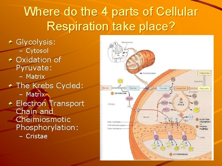 Where do the 4 parts of Cellular Respiration take place? Glycolysis: – Cytosol Oxidation
