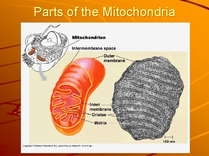 Parts of the Mitochondria 