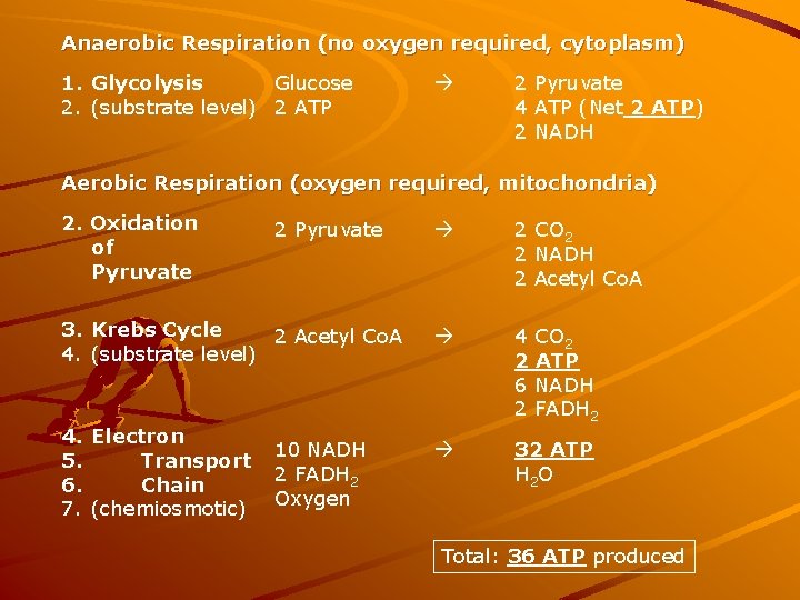 Anaerobic Respiration (no oxygen required, cytoplasm) Glucose 1. Glycolysis 2. (substrate level) 2 ATP