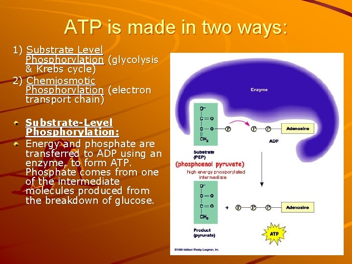 ATP is made in two ways: 1) Substrate Level Phosphorylation (glycolysis & Krebs cycle)