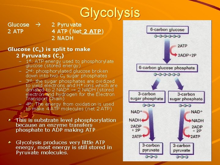 Glycolysis Glucose 2 ATP 2 Pyruvate 4 ATP (Net 2 ATP) 2 NADH Glucose