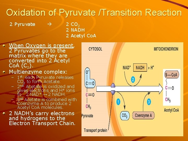 Oxidation of Pyruvate /Transition Reaction 2 Pyruvate 2 CO 2 2 NADH 2 Acetyl